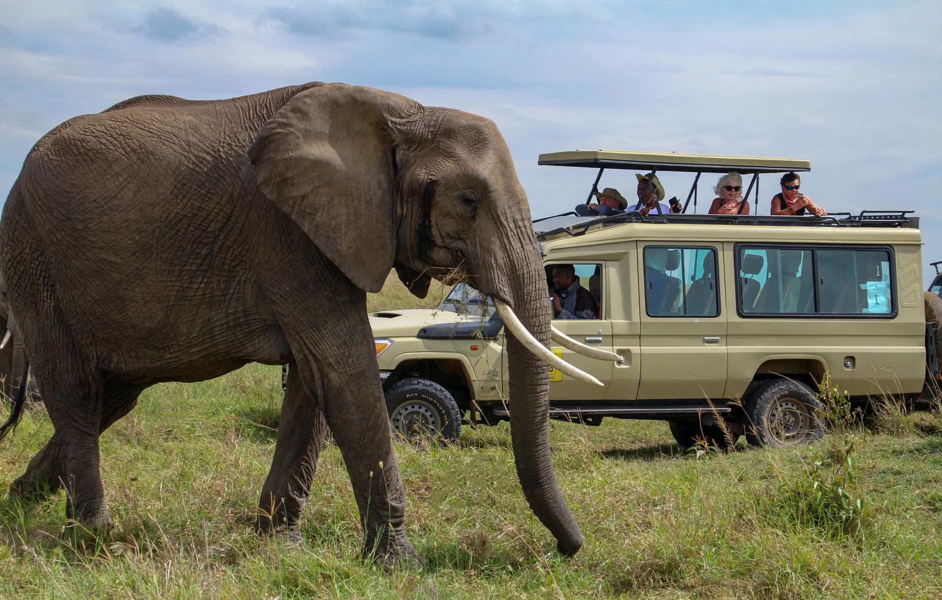 elephant