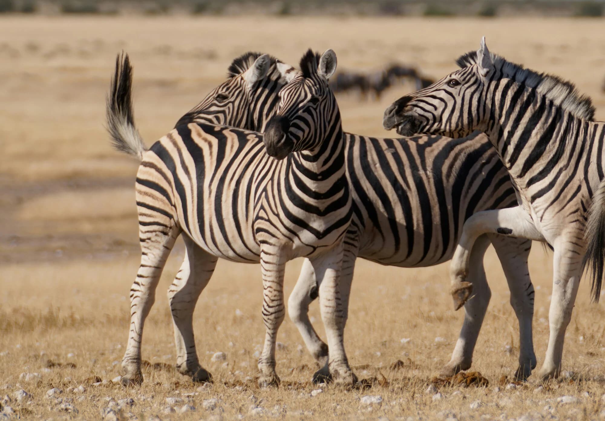 2 Days Tsavo East - Safari Package