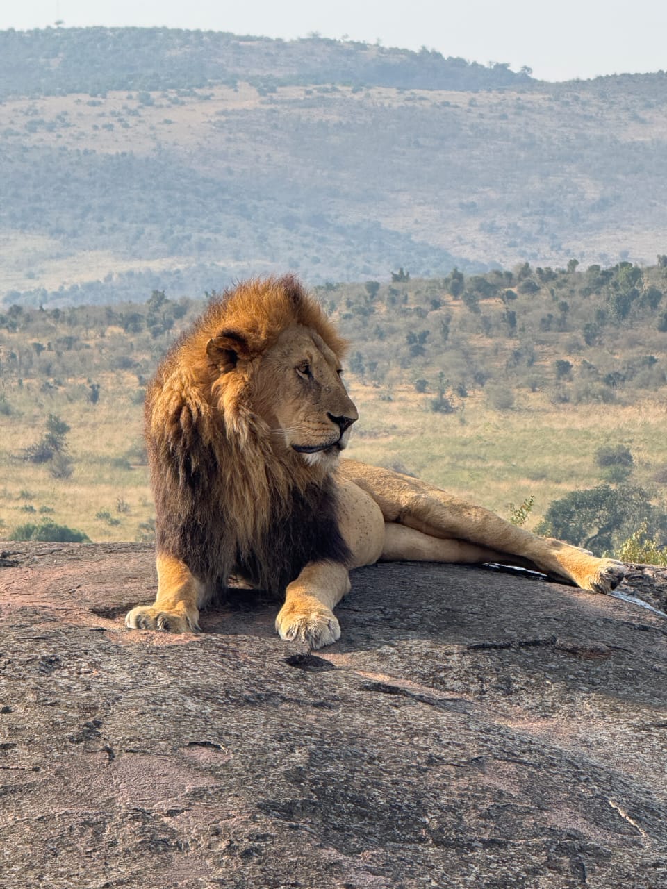 Lion on Rest