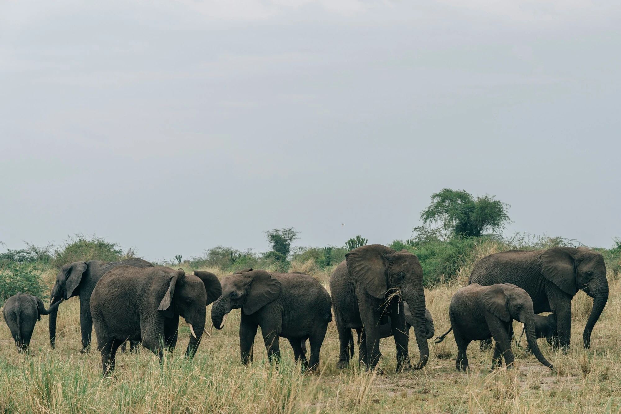 Tourists on safari game drive watching elephants in Kenya