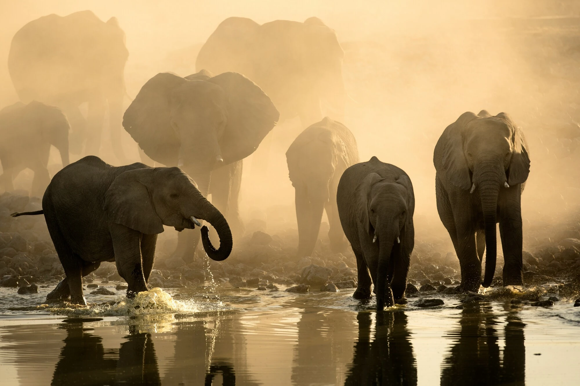 Elephants with Mount Kilimanjaro in Amboseli National Park