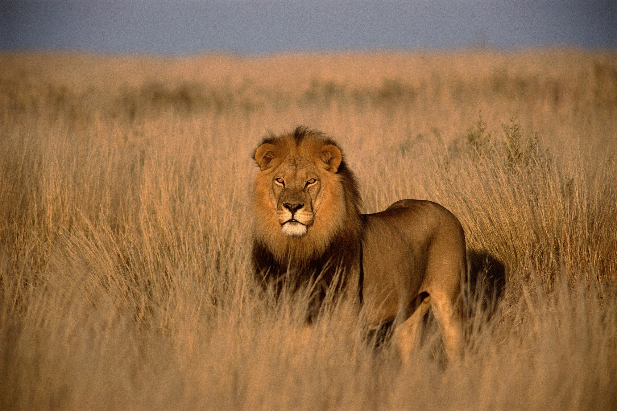 Luxury safari tent in Maasai Mara with wildlife in the background.